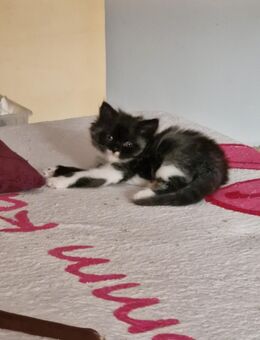 Nur noch 1 hübsches Maine Coon mix Mädchen - Tarmstedt