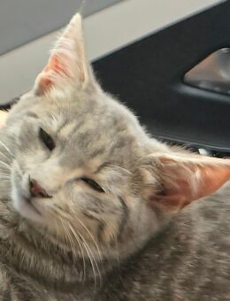 Kitten in liebevolle Hände abzugeben - Lübeck Mitte