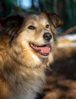 MAX - freundlich, loyal, wunderschön - Augsburg