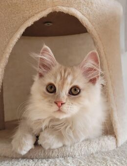 Reinrassiger Kater creme/rote Maine Coon - Dorsheim