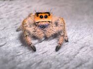 Phidippus regius Bahamas - Hürth