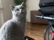 Bkh Kater sucht ein neues Zuhause - Bonn