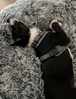 Border Collie - Bremerhaven Zentrum