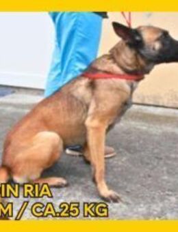 Ria Malinois Mischling Hündin sucht Heim - Margetshöchheim