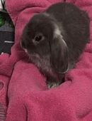 Zwergwidder Minilop Kaninchen in 10115