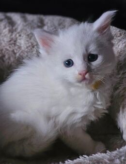 5 wunderschöne Mainecoon kitten abzugeben - Rheine