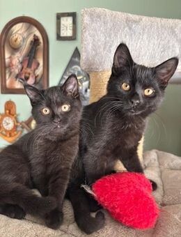 Katzenbabys Persermix - Geisenfeld