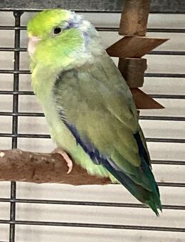 Himmelspapag. Pärchen sucht neues Zuhause - München Ramersdorf-Perlach