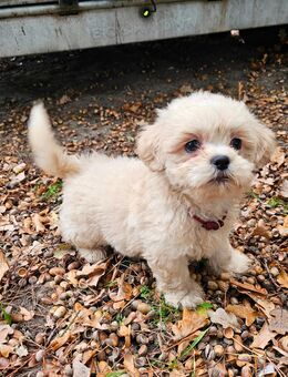 Havaneser/Shih-Tzu Welpen Hündinnen + Rüden - Oranienburg