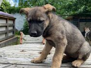 Deutsche Schäferhund Welpen - Speyer