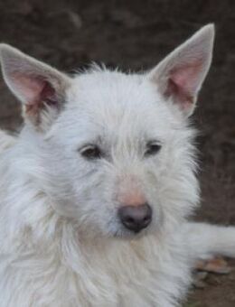 Chanel - freundliche nette Hündin - Lohmar