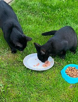 Katzen Jungs - Samtens