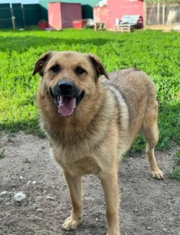 Samson Herzenshund sucht sein Glück - Salzwedel (Hansestadt) Zentrum