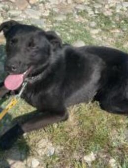 Ronny - schwarze Schönheit - Tettau (Bayern)