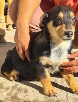 Jippy fröhlicher Welpe..... - Meuselwitz