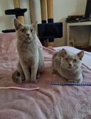 Reinrassige BKH Kitten / Jungkatzen in 10717