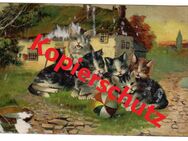 Alte Ansichtskarte „Katzenkinder“, gelaufen ca. 1910 - Landsberg
