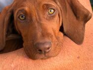 Rhodesien Ridgeback mix - Dorsten