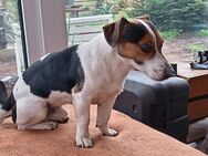 Jack Russell Terrier - Westoverledingen