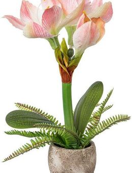 Winterliche Kunstpflanze Weihnachtsdeko Amaryllis, Creativ green, Höhe 35 cm, Blumenpracht mit Farnzweigen im Zementtopf