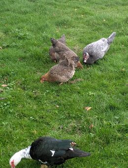 Hühner zu verkaufen Rasse und Legeühner - Xanten Zentrum