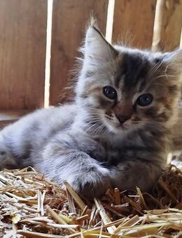 Maine Coon Perser Norwegische Waldkatze Langhaar Kitten Kätzchen Katzen - Mühldorf (Inn)