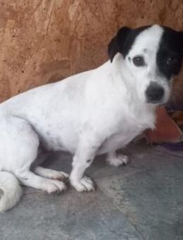 Lieschen Müller - 33 cm & bezaubernd - Weilheim (Oberbayern)