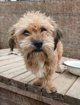 Jannis - neugierig und lernwillig - Westerholt