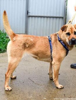 Darcy die Schmuserin - Velbert