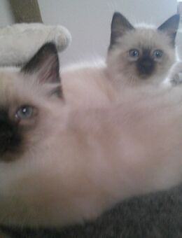 Heilige Birma Kitten reinrassig - Mehrstetten