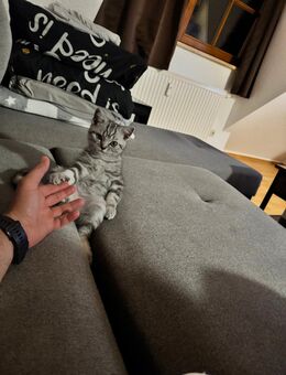 Katze - Salem (Baden-Württemberg)