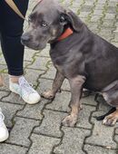 Cane Corso Hündin in 56656