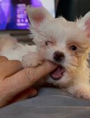 Unser letzter Malteser Welpe 🐶 Snoopy M. in 01723