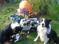 Border Collie Welpen - Goldberg Zentrum