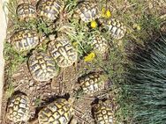 Griechische Landschildkröten zu verkaufen