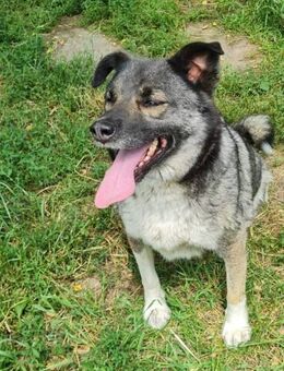 Husky-Mix Maya sucht aktive Familie - Leonberg (Baden-Württemberg)