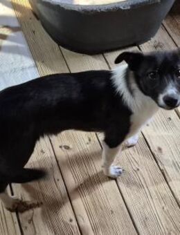 Junger Rüde 175634 sucht sein Zuhause - Köln