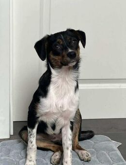 Glenni - Die Aufgeweckte - Elsdorf (Nordrhein-Westfalen)