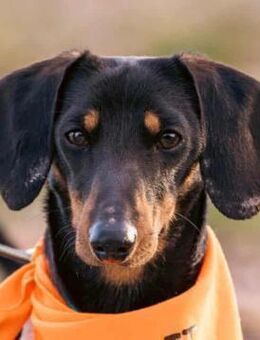 JERRY - quirlig und aktiv - Seggebruch