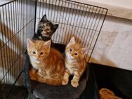 Maine Coon Mix Kitten - Saalfeld (Saale)