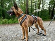 Malinois-Mix♥Rocky♥wartet in 07806 Weira - Hamburg