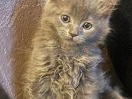 Bkh perser mix katzenbabys - Lichtenfels (Bayern)