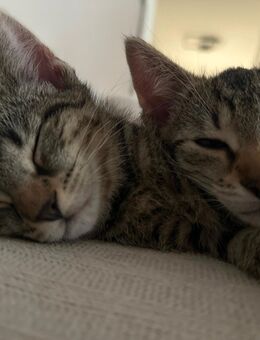Bengal Mischling Kitten - Hanau (Brüder-Grimm-Stadt)