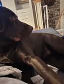 Labrador 9 Monate alt in 01139