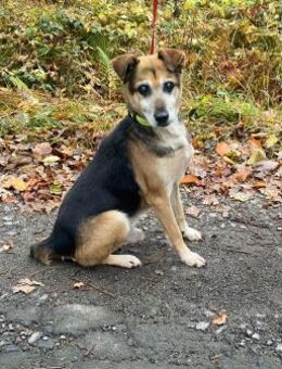 Gacek sucht Paten - Hochheim (Main)