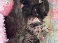 Babykatzen/ Kitten - Osnabrück