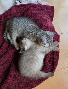 BKH Kitten sucht ab dem 16.09.2025 ein liebevolles Zuhause - Michelfeld