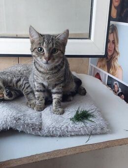 Cili, sanftes Tigermädchen, ca. 4 Monate - Vaterstetten