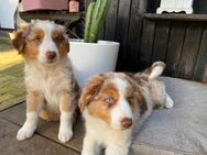 Australian Shepherd Welpen - Wriedel