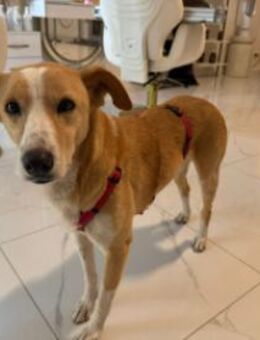 Sammy, stubenreiner Engel, ca. 5 Jahre - Vaterstetten